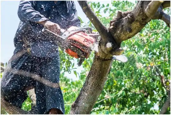 tree services Luxemburg